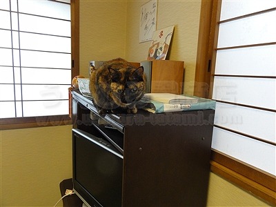 トイレ部屋状態もペット用対応畳に模様替えでネコも人も快適暮らし（大阪交野市）家庭用国産畳専門店いまどきの畳屋さんうえむら畳5