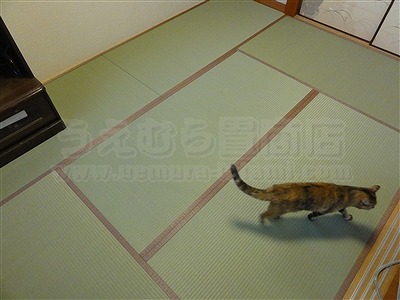 トイレ部屋状態もペット用対応畳に模様替えでネコも人も快適暮らし（大阪交野市）家庭用国産畳専門店いまどきの畳屋さんうえむら畳11